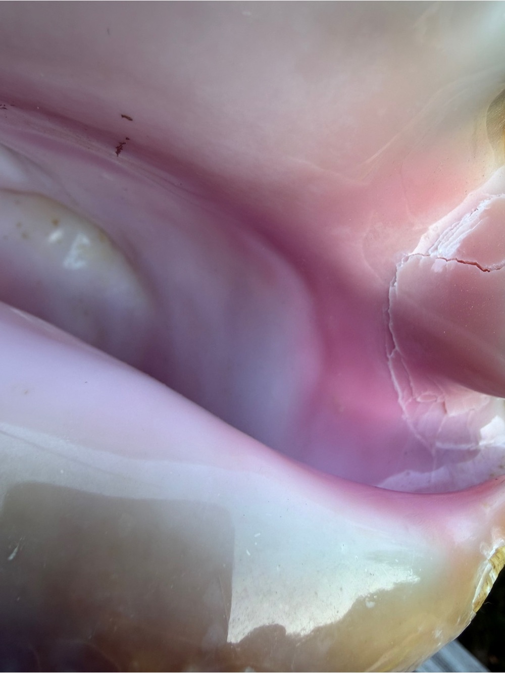 Queen Conch SeaShell - Picture 2 of 12